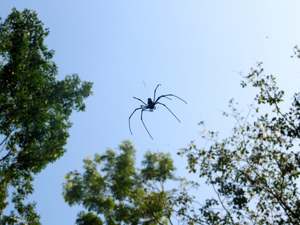 Spider we saw on the hike.